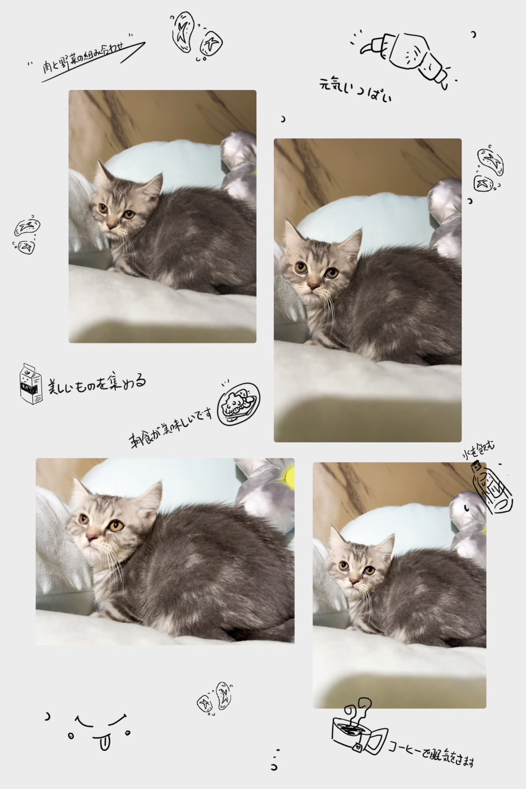 布魯斯貓舍／藍虎斑英國短毛貓