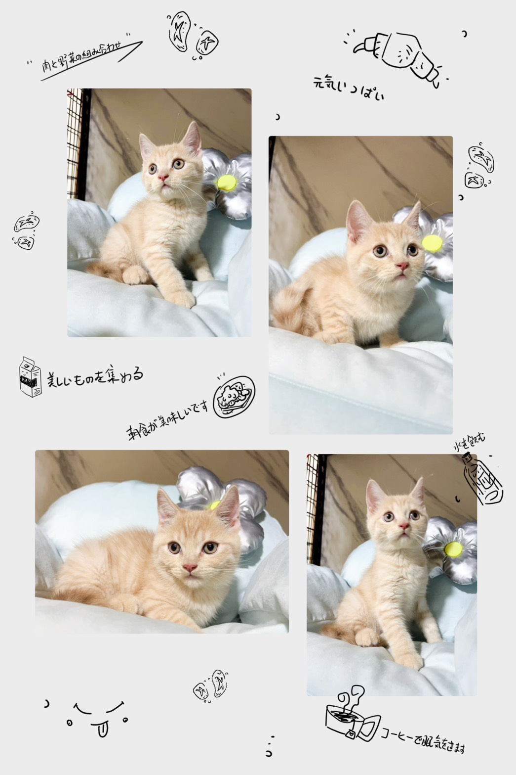 布魯斯貓舍／奶油色英國短毛貓