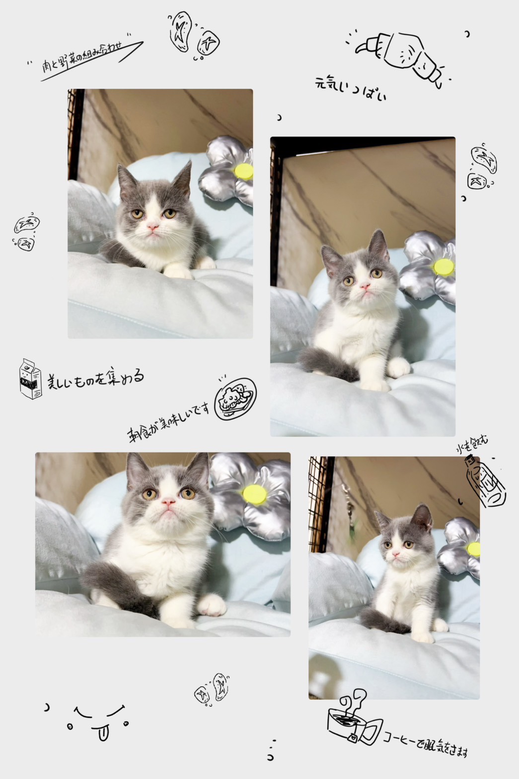 布魯斯貓舍／藍白賓士英國短毛貓