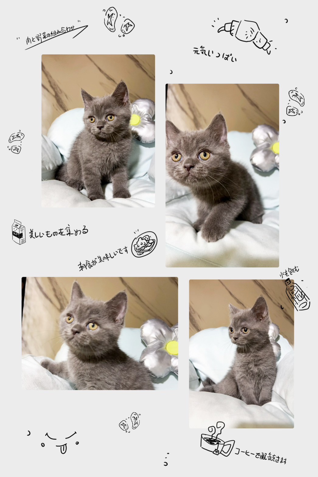 布魯斯貓舍／藍色英國短毛貓