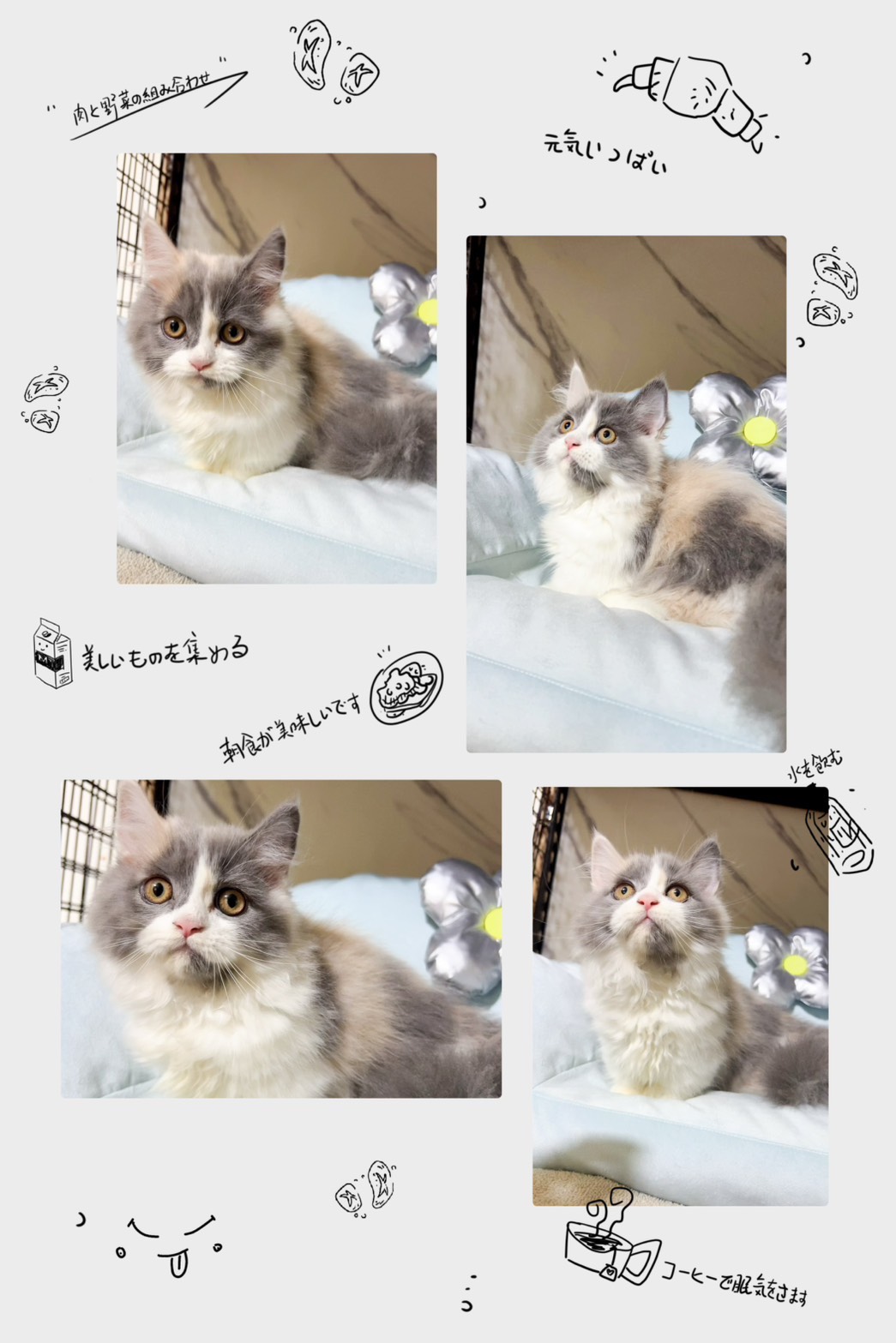 布魯斯貓舍／藍三花小步舞曲