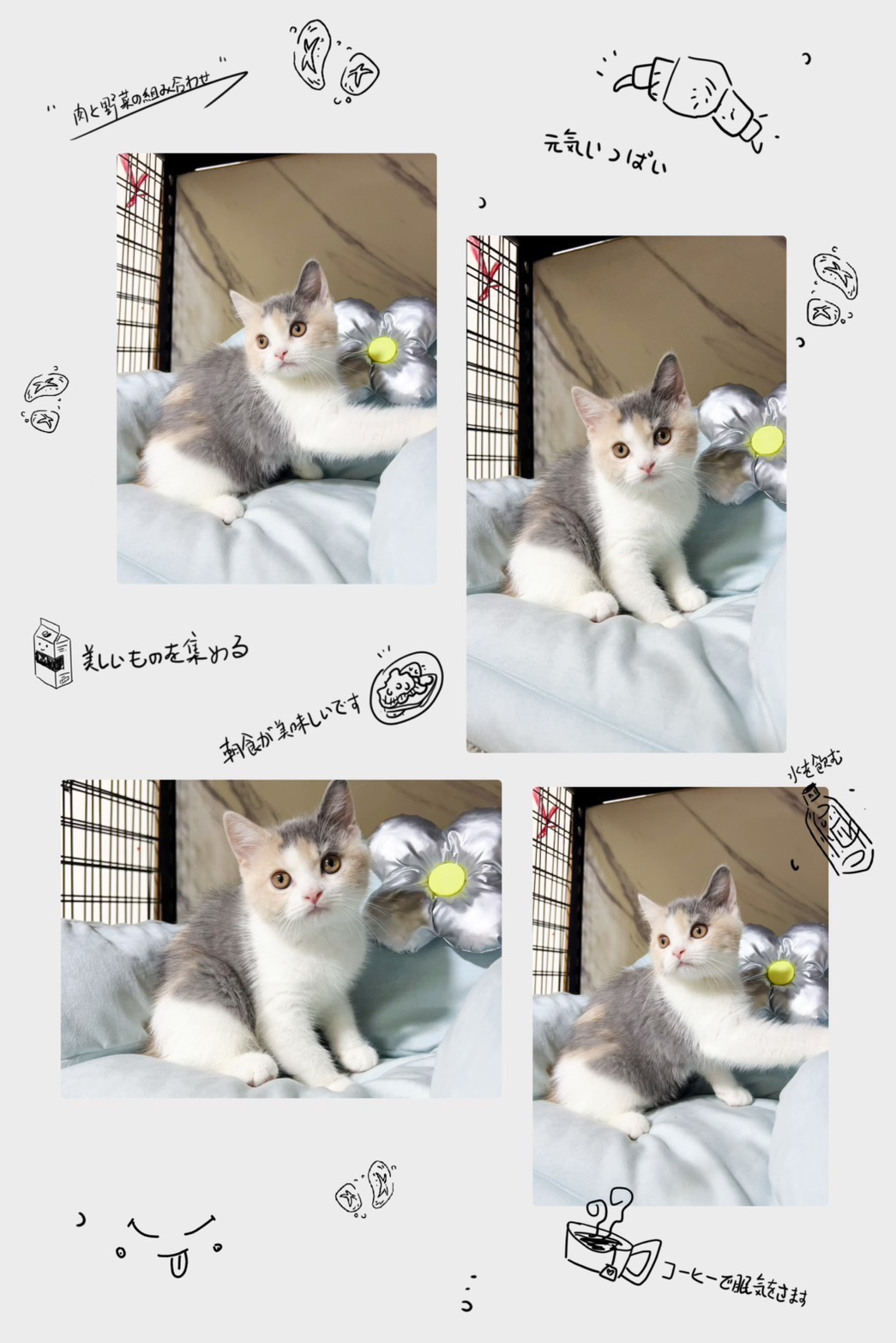 布魯斯貓舍／淺三花英國短毛貓