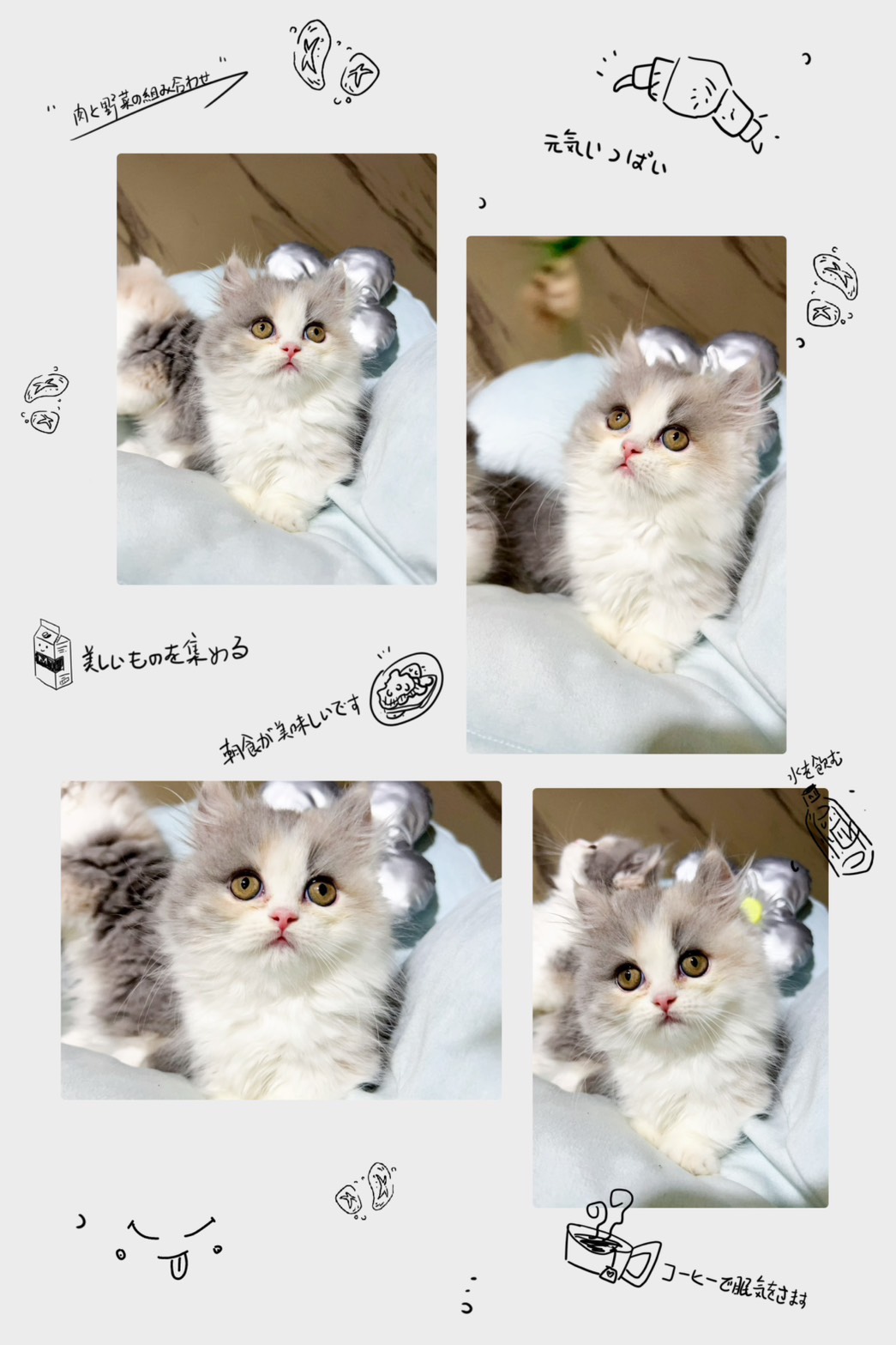 布魯斯貓舍／淺三花小步舞曲