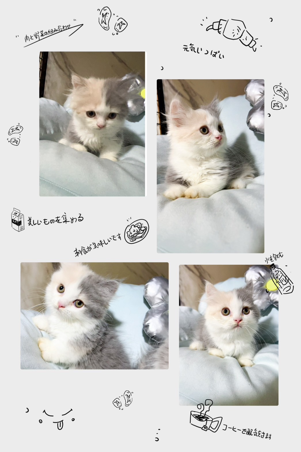 布魯斯貓舍／淺三花小步舞曲