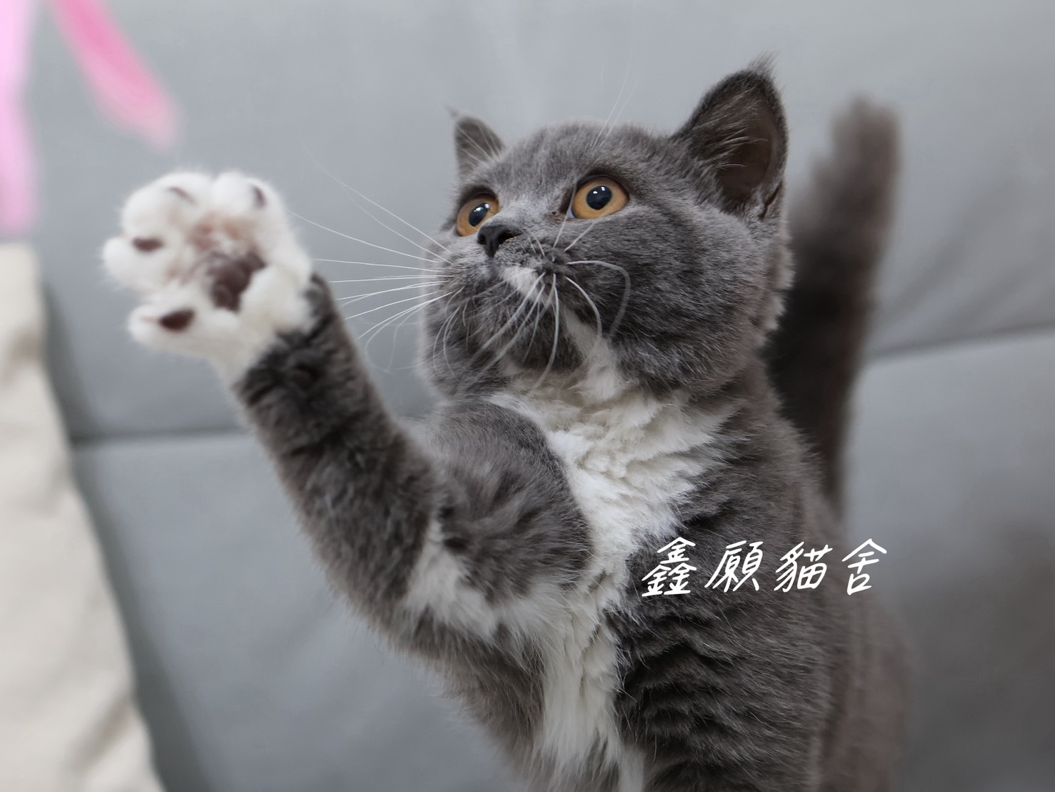 鑫願貓舍／藍白賓士英國短毛貓