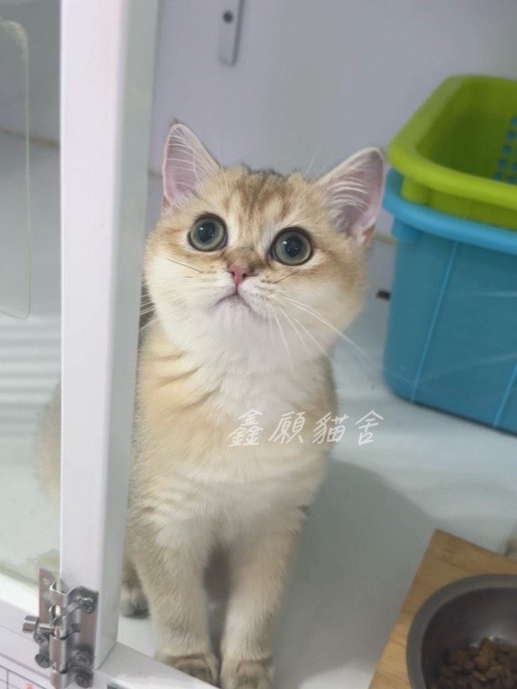 鑫願貓舍／金漸層英國短毛貓