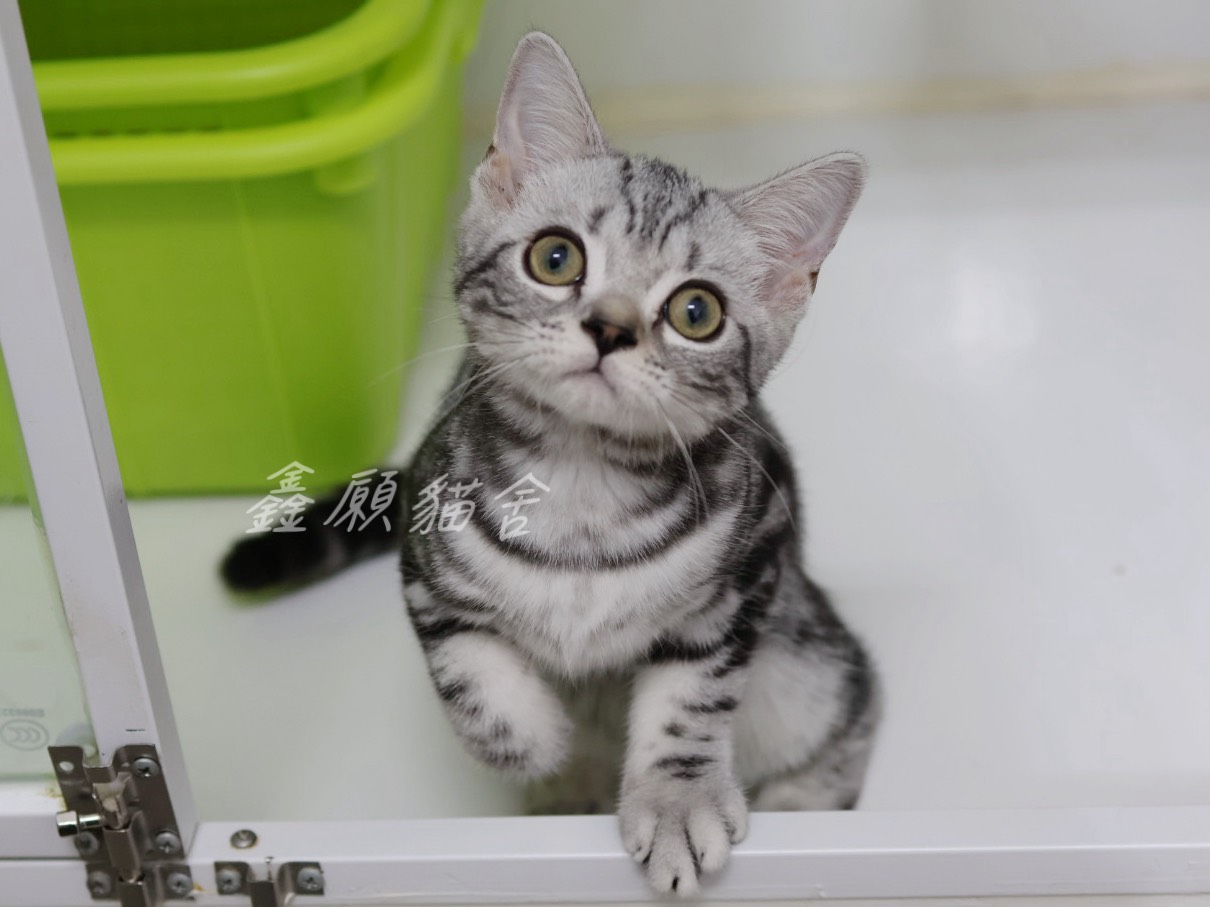 鑫願貓舍／銀黑螺旋紋美國短毛貓