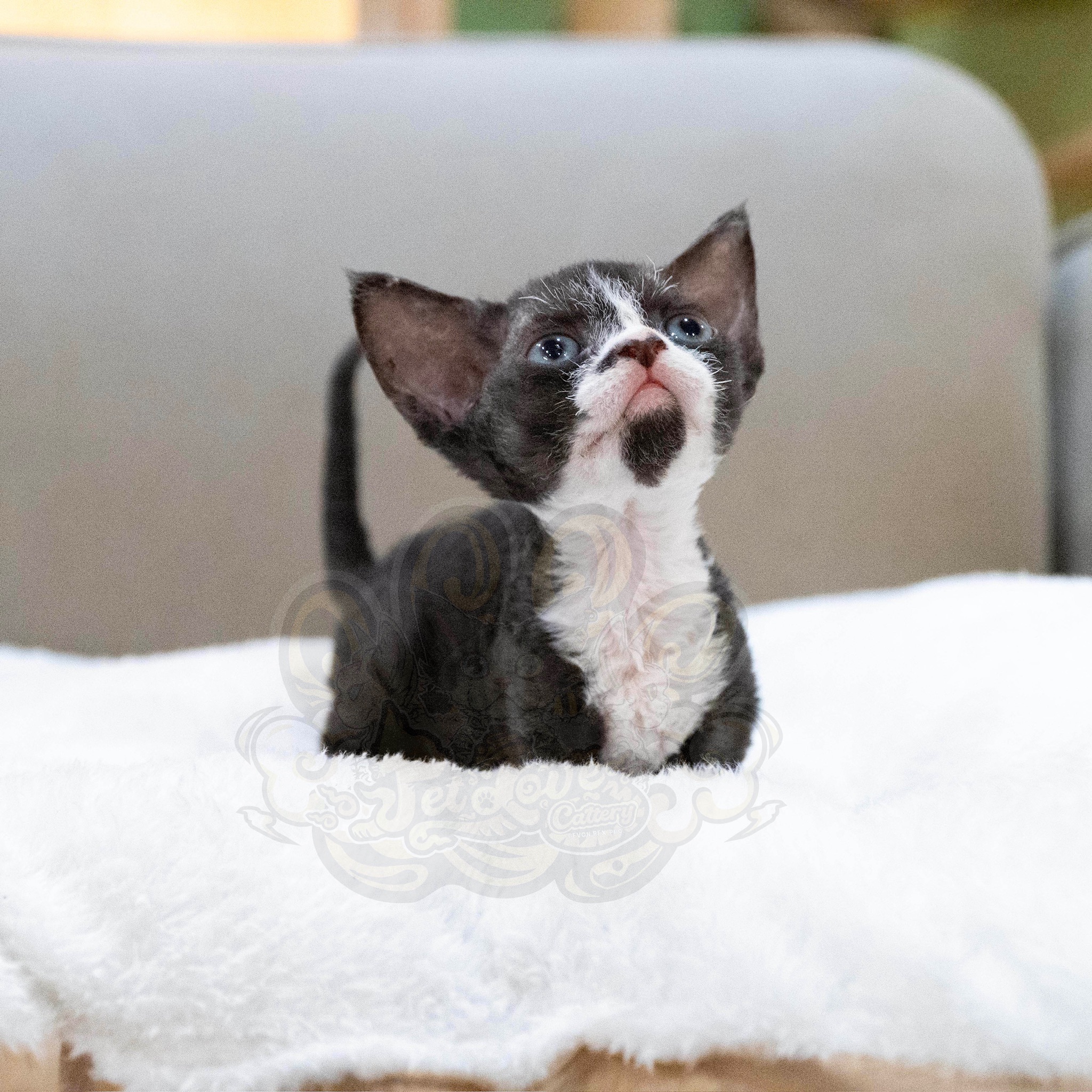 寵愛貓舍／黑白色德文捲毛貓