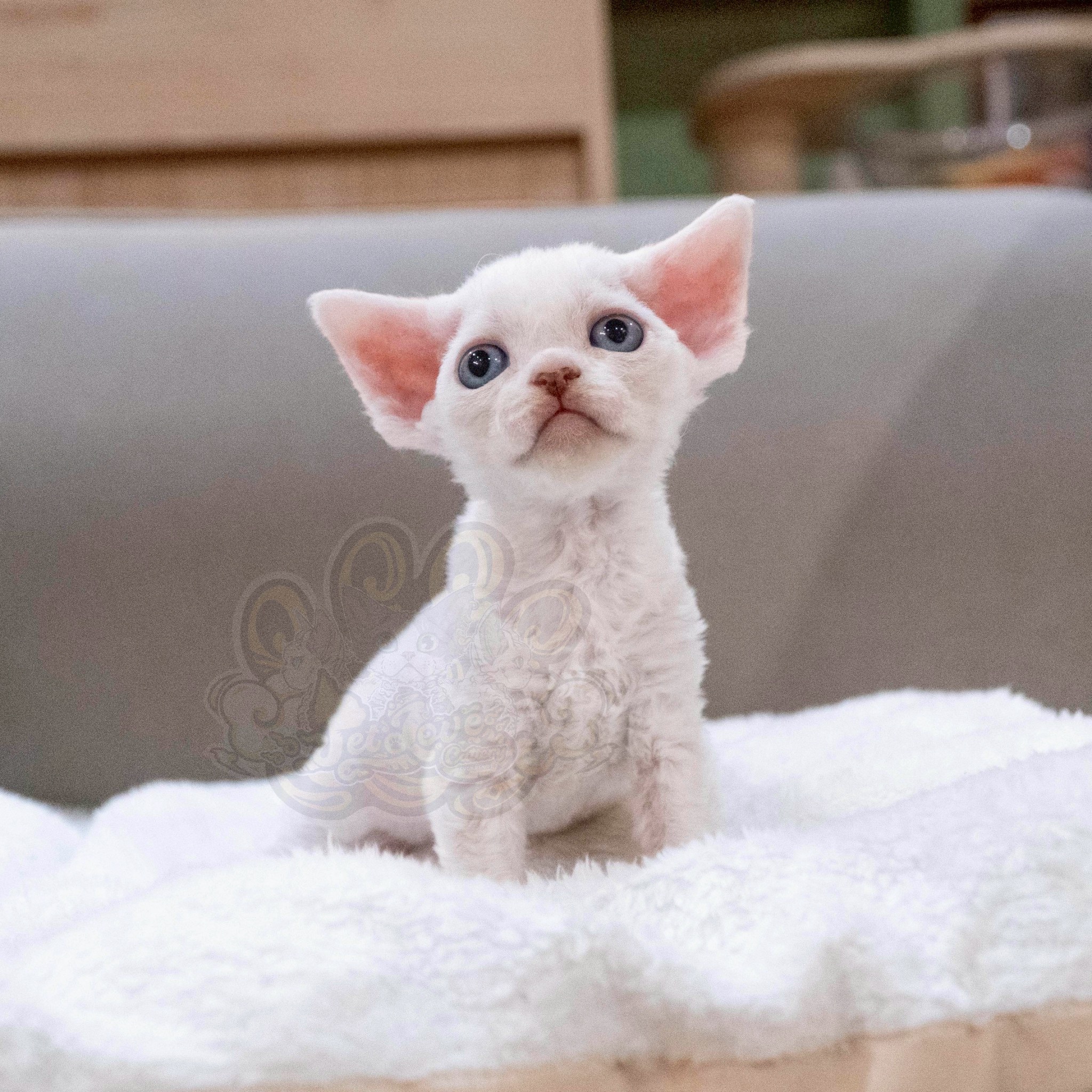 寵愛貓舍／純白德文捲毛貓