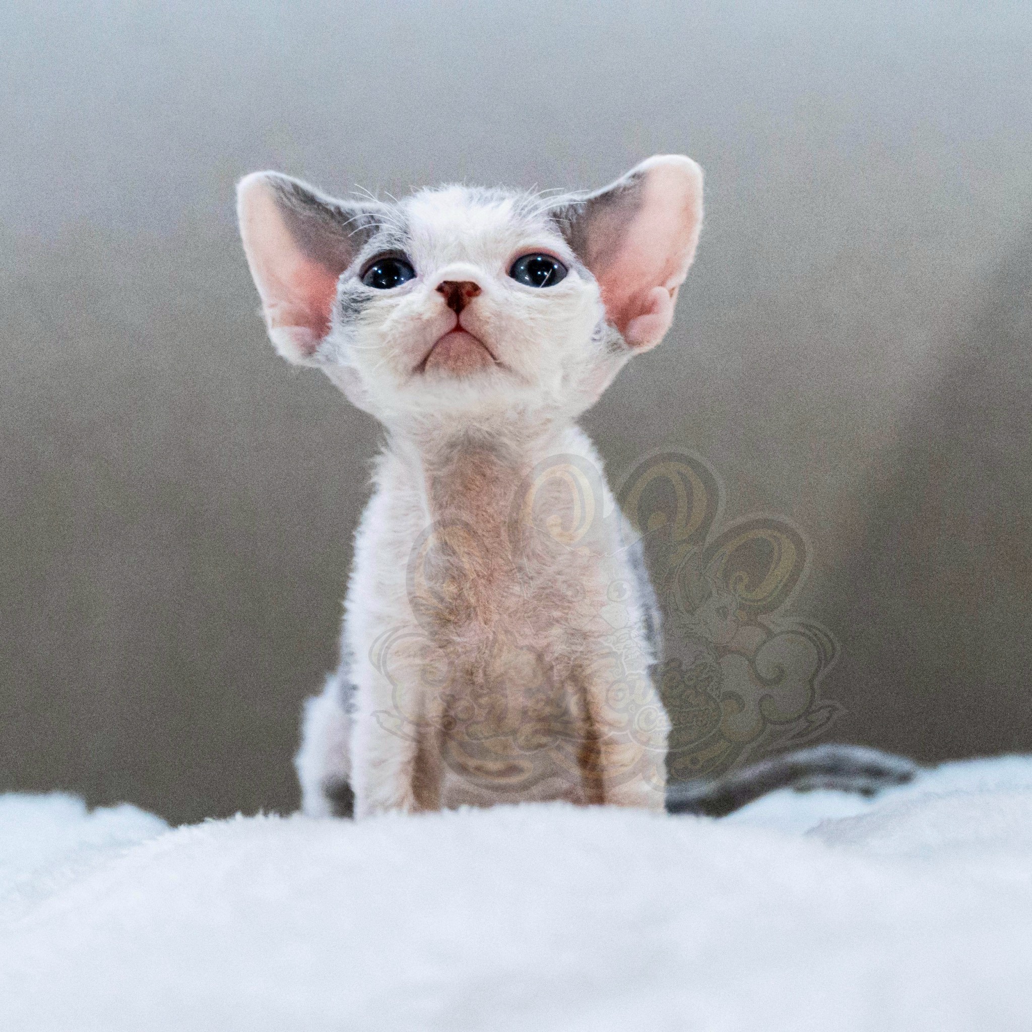 寵愛貓舍／藍白色德文捲毛貓