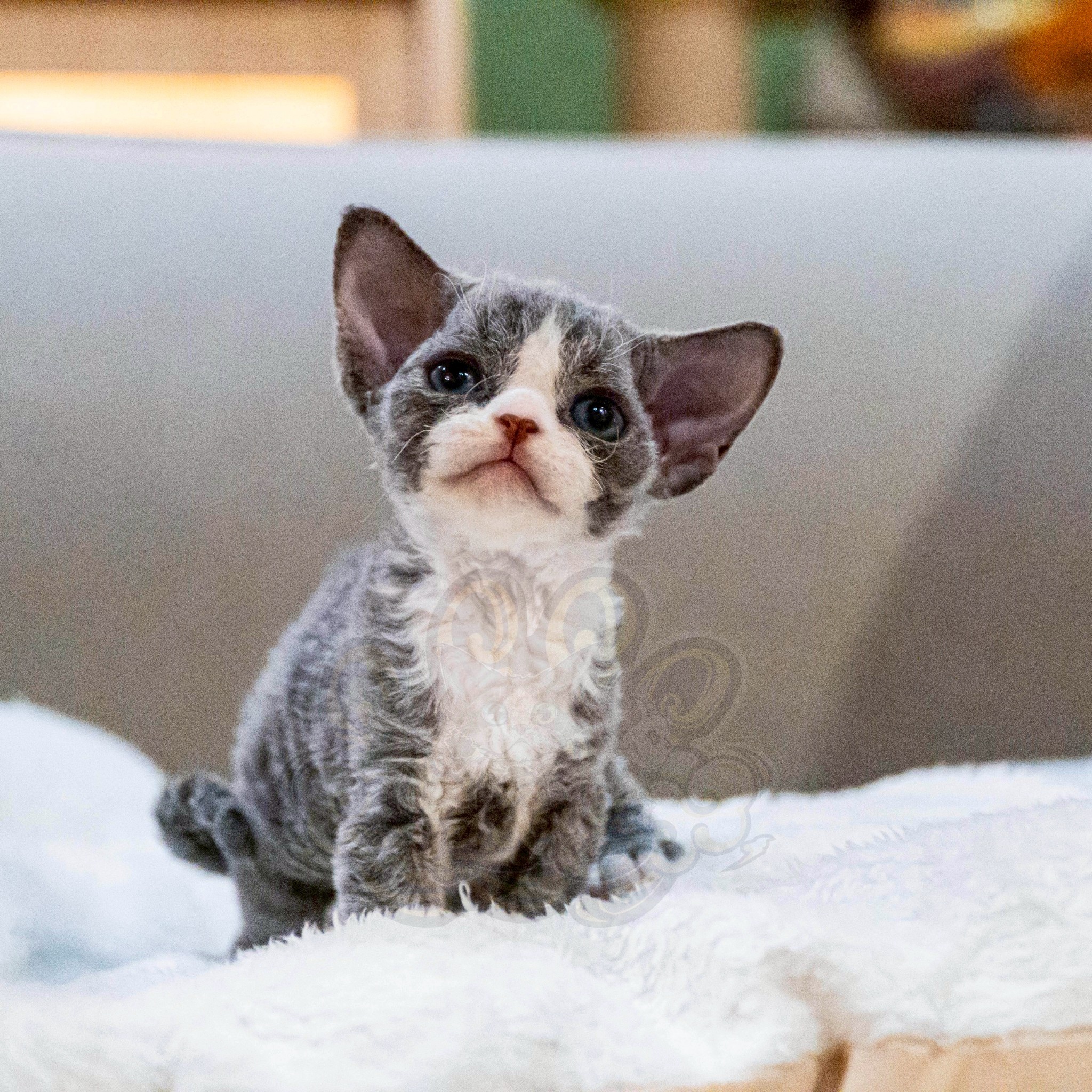 寵愛貓舍／藍白開臉德文捲毛貓