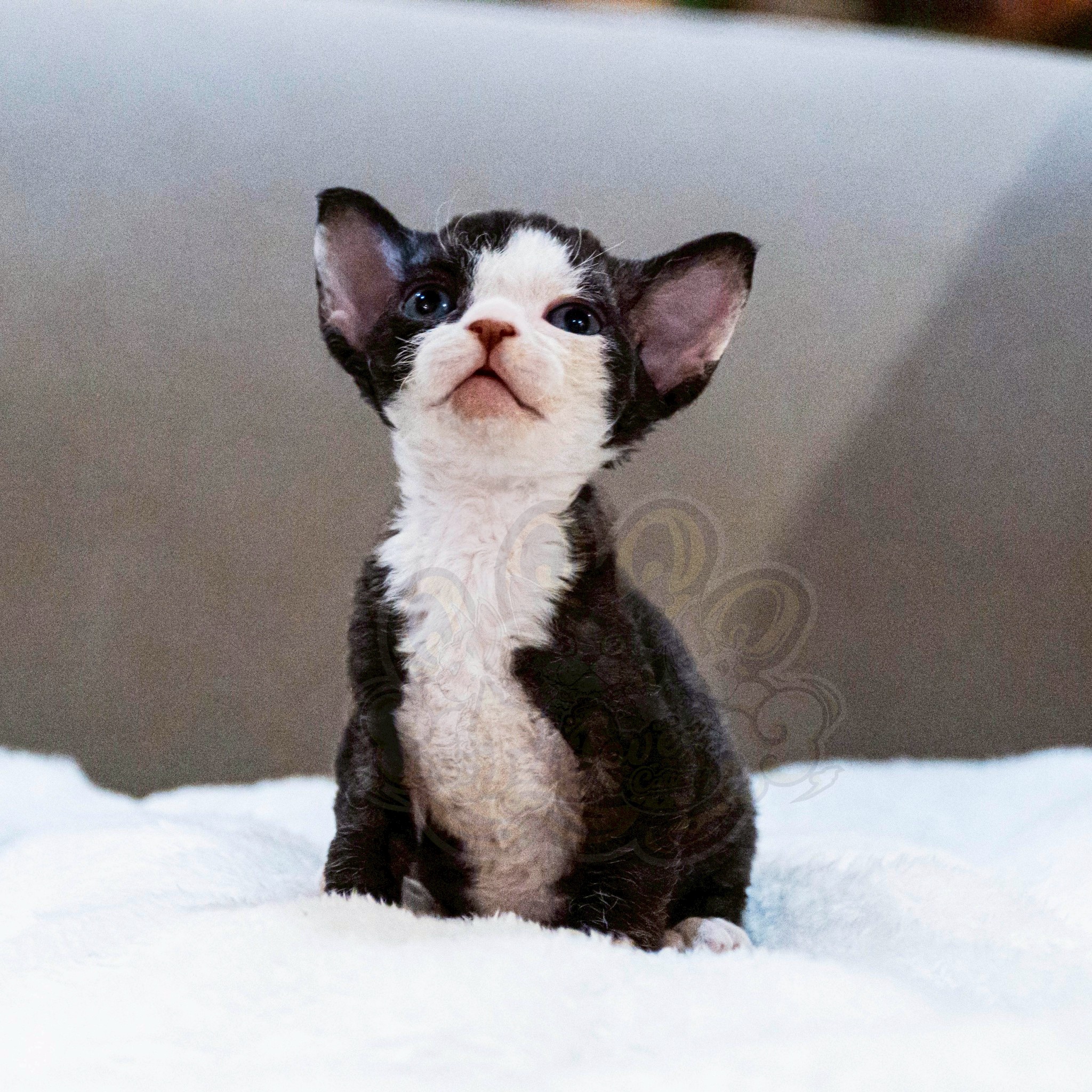 寵愛貓舍／黑白色德文捲毛貓