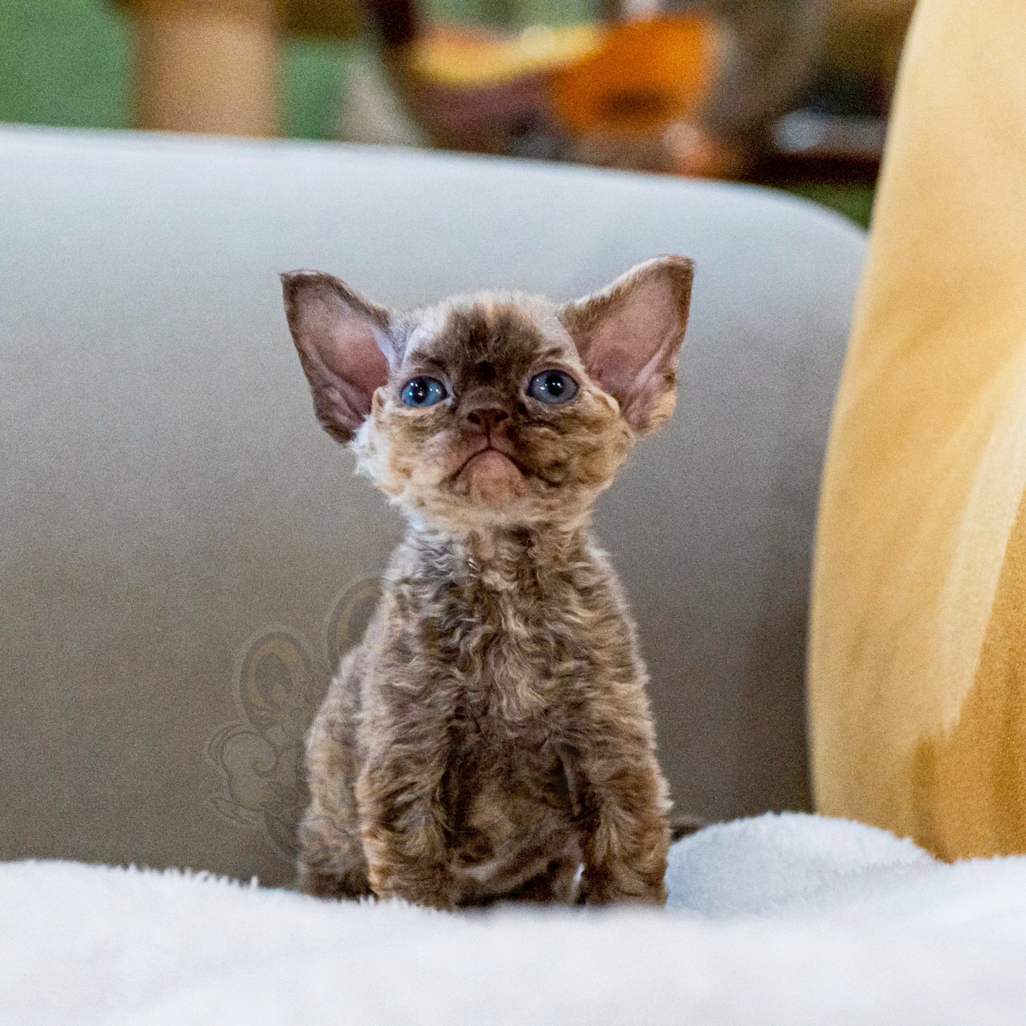 寵愛貓舍／巧克力玳瑁德文捲毛貓