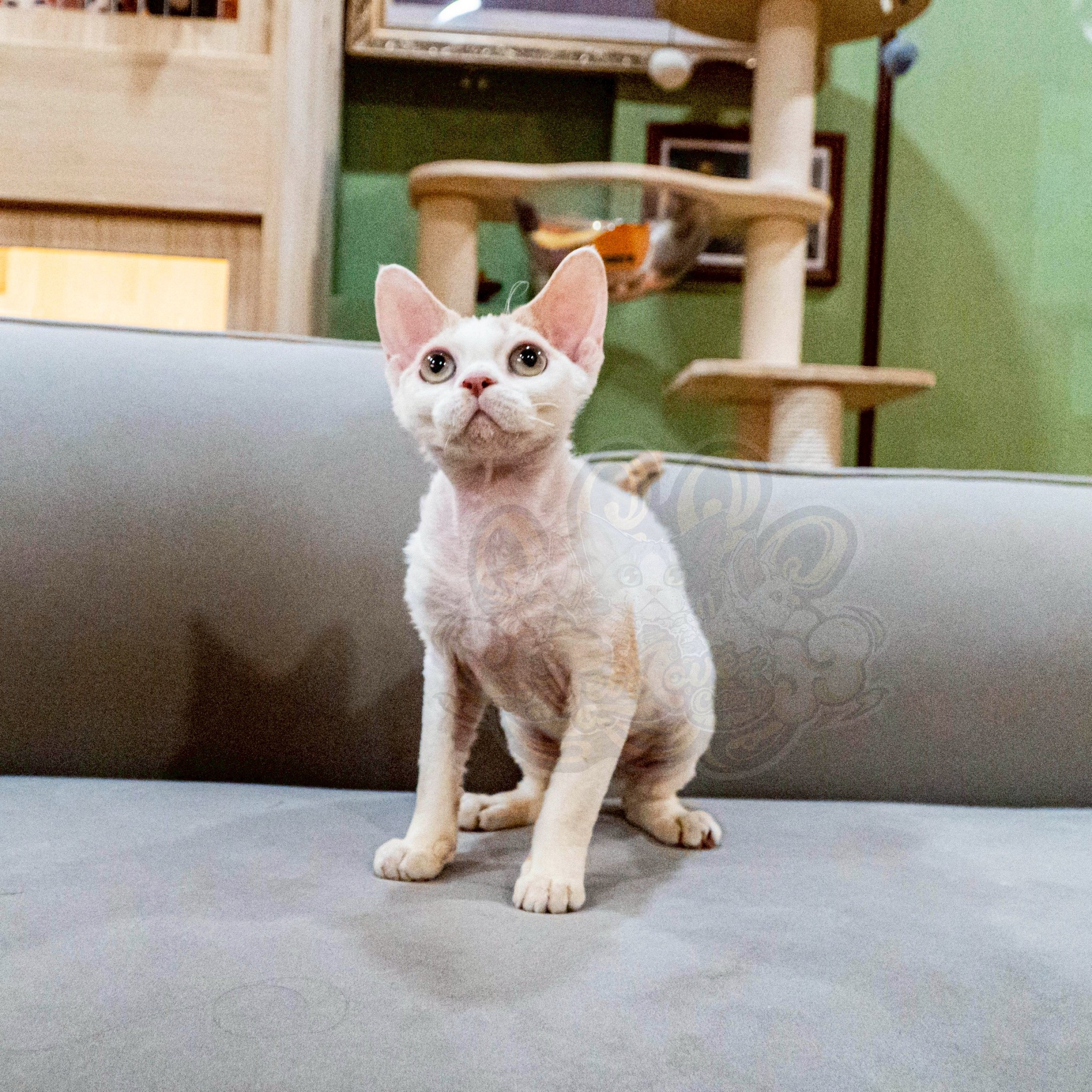 寵愛貓舍／奶油加白德文捲毛貓