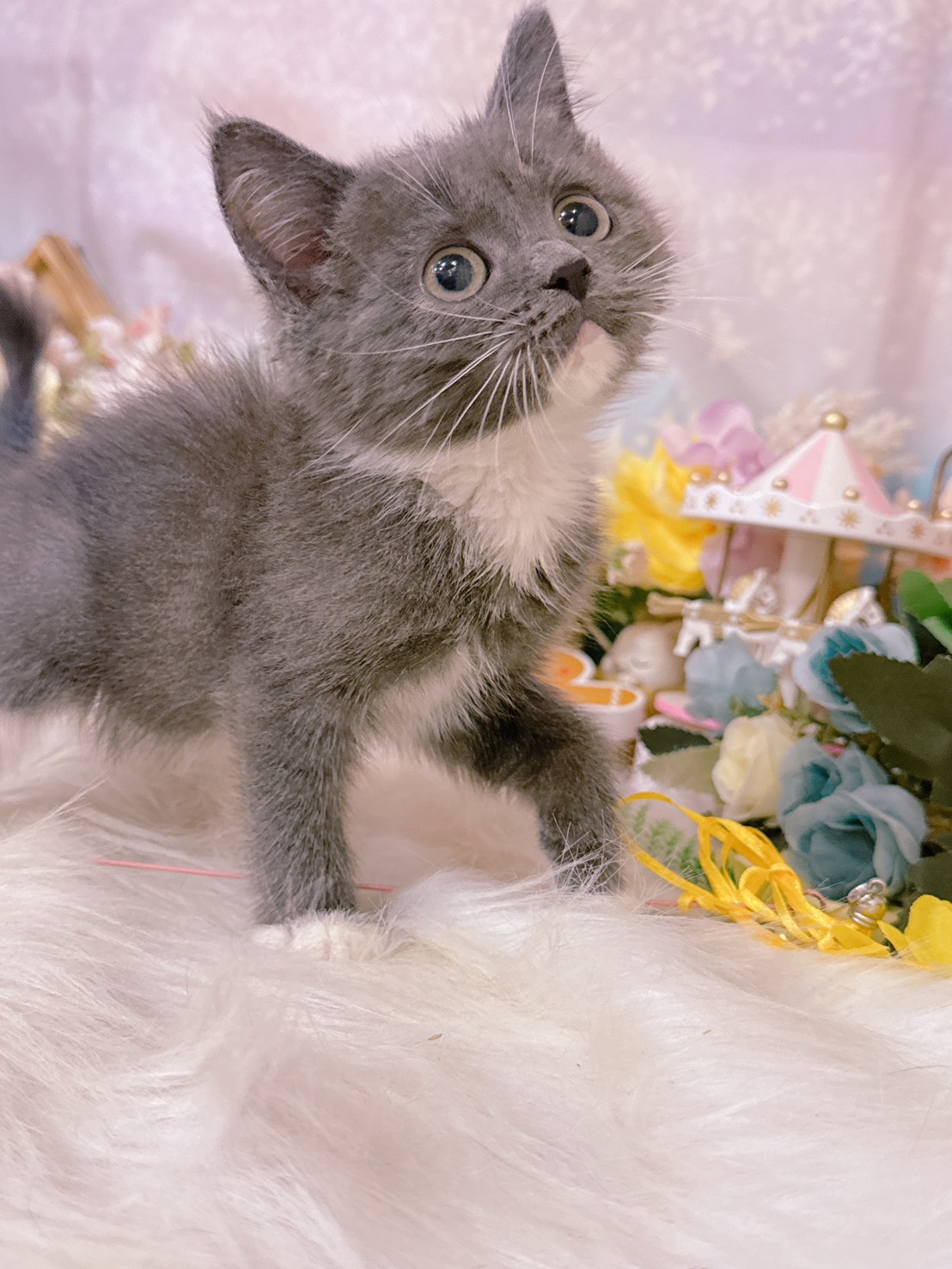 星光貓舍／藍白英國短毛貓