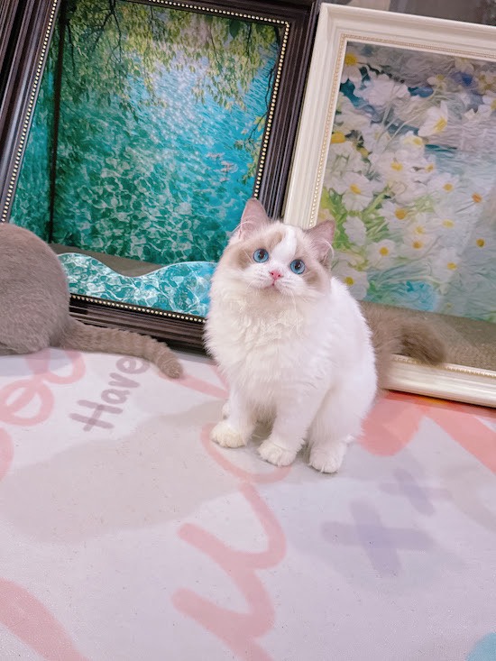 星光貓舍／藍雙色布偶貓