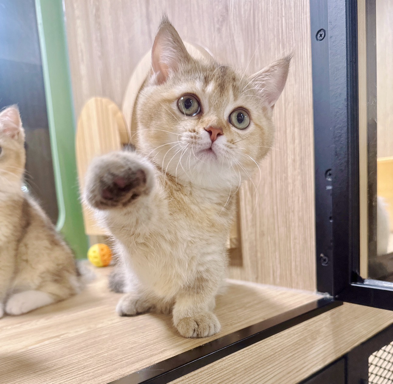 喜得貓社／金漸層曼赤肯