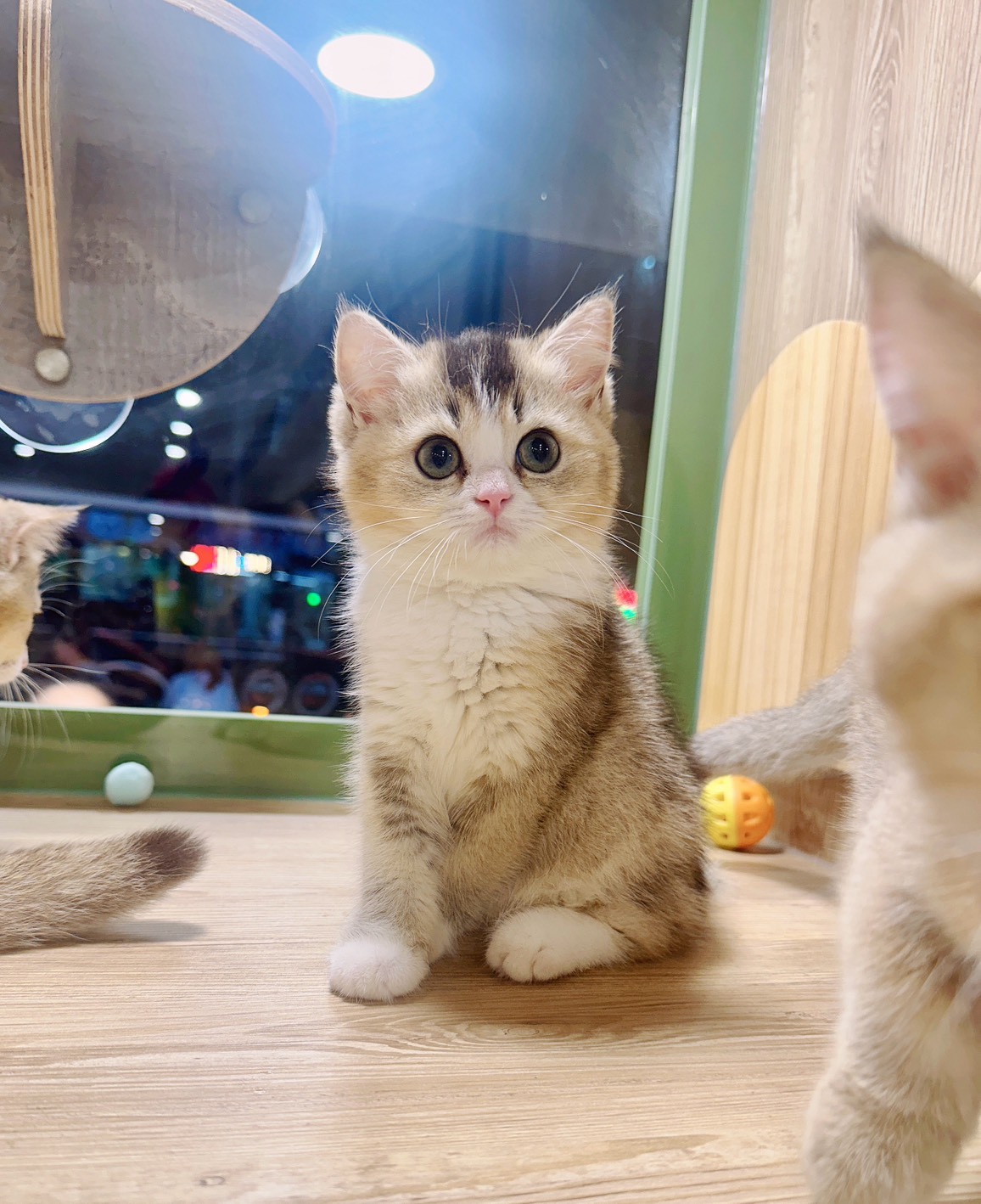 喜得貓社／金加白英國短毛貓