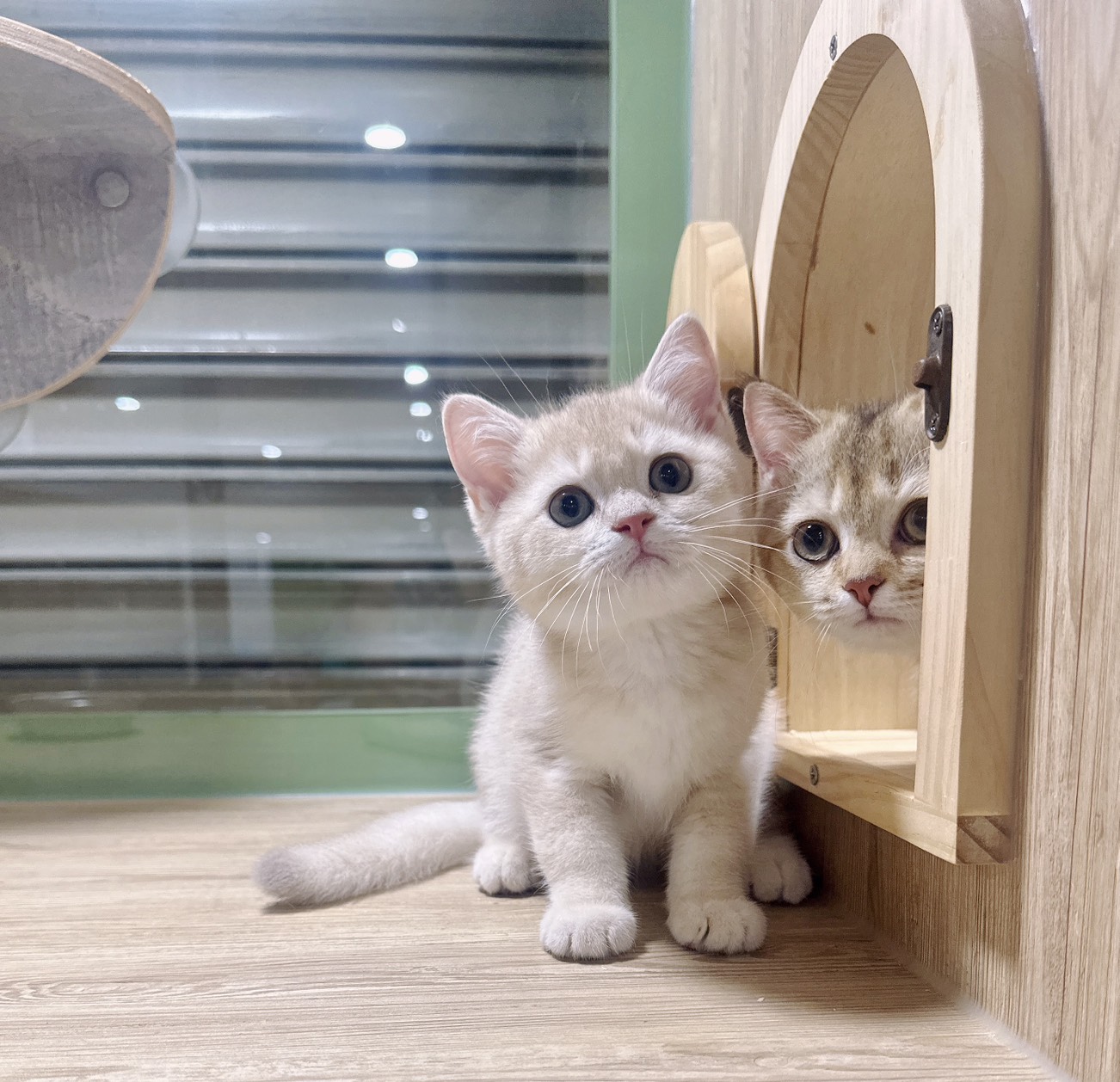 喜得貓社／紫金英國短毛貓