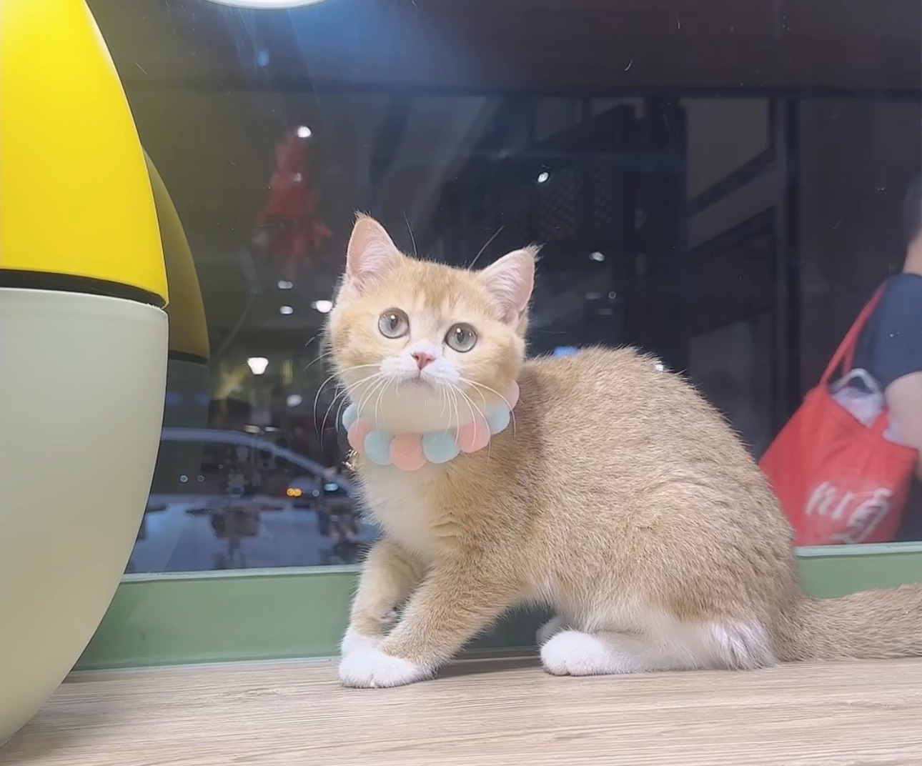 喜得貓社／金加白英國短毛貓