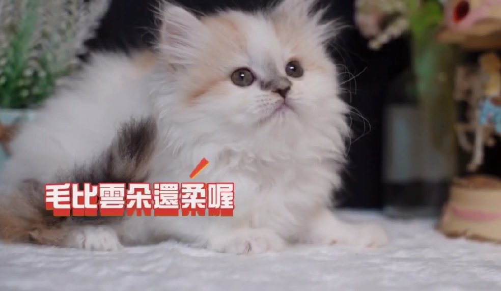 星光貓舍／三花英國長毛貓