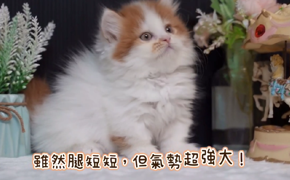 星光貓舍／橘白色小步舞曲