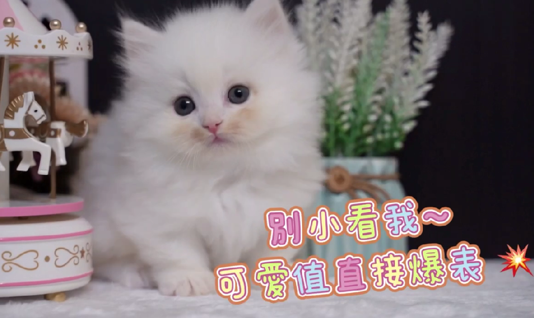 星光貓舍／白色小步舞曲