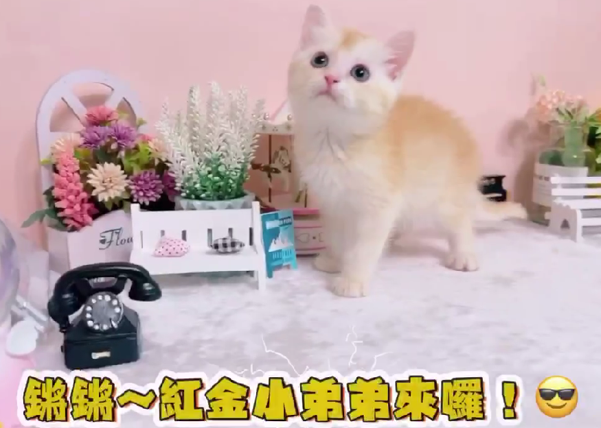 星光貓舍／紅金英國短毛貓