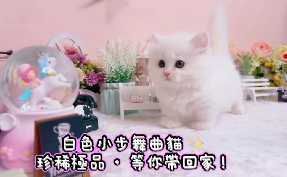 星光貓舍／白色小步舞曲