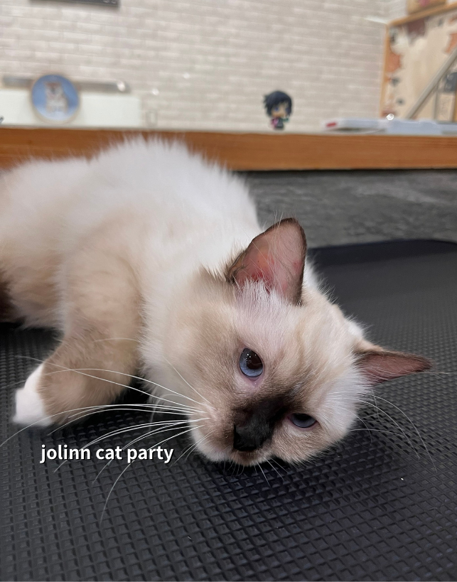 貓咪派對／重點色布偶貓