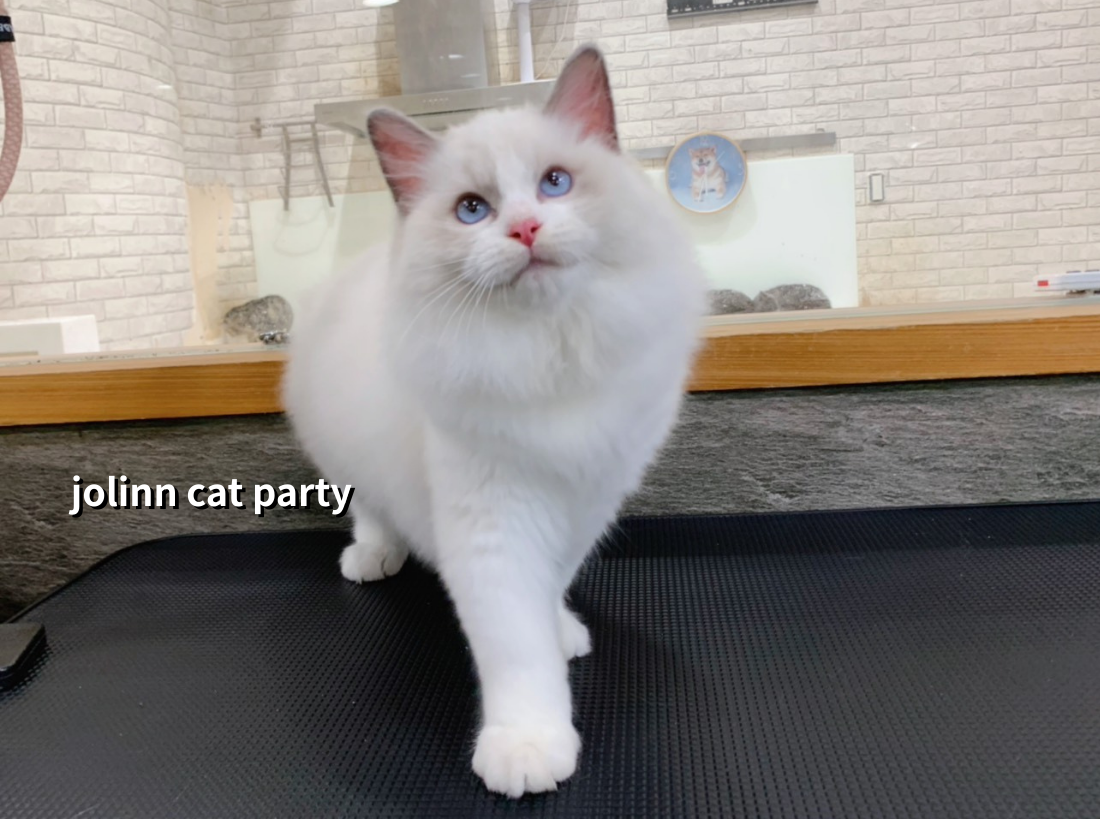 貓咪派對／藍雙賓士布偶貓