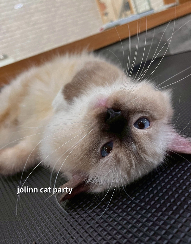 貓咪派對／重點色布偶貓