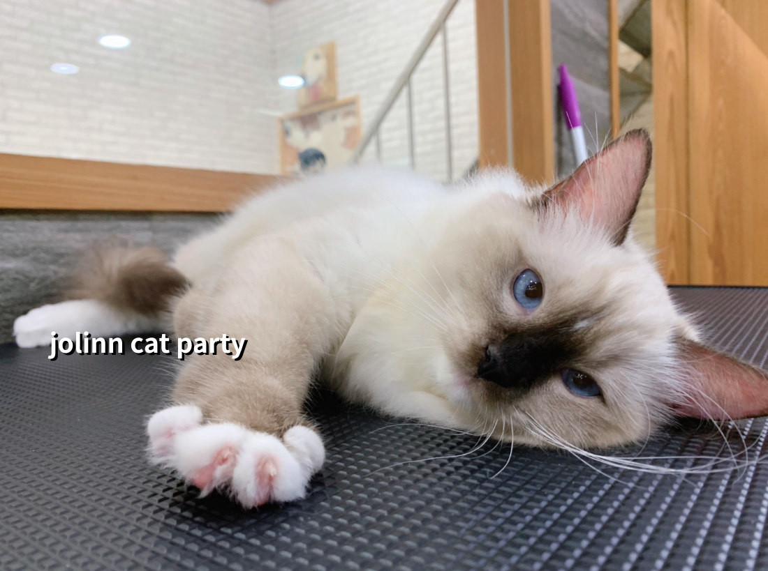 貓咪派對／海豹重點色布偶貓