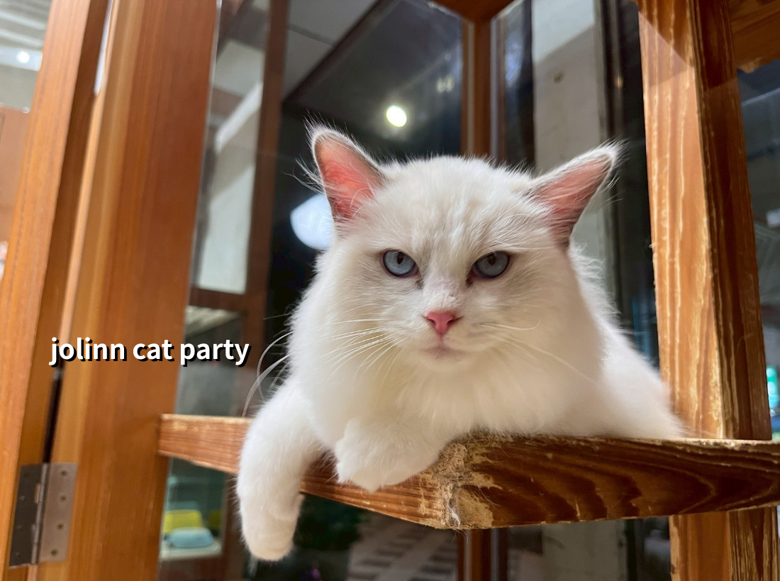 貓咪派對／藍雙賓士布偶貓