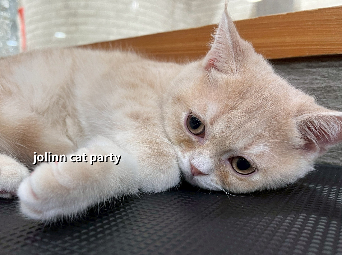 貓咪派對／奶油色英國短毛貓