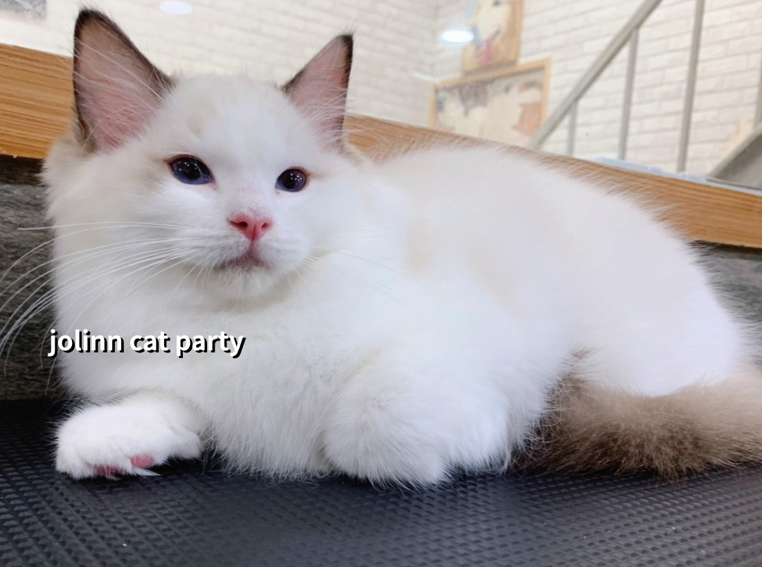 貓咪派對／海豹賓士布偶貓