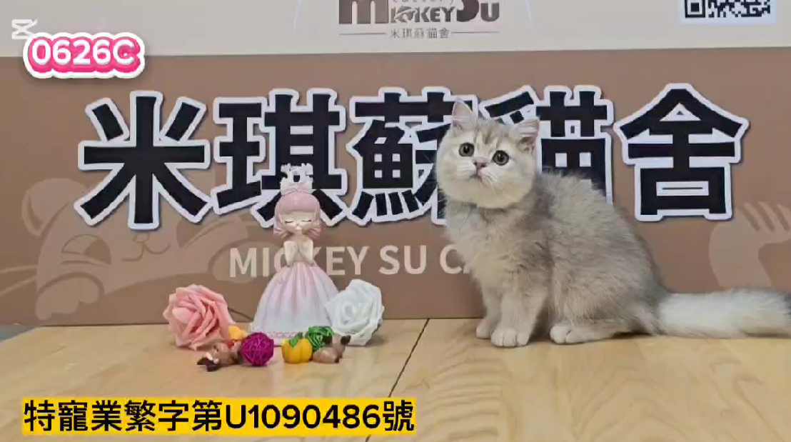 米琪蘇貓舍／藍金漸層英國短毛貓