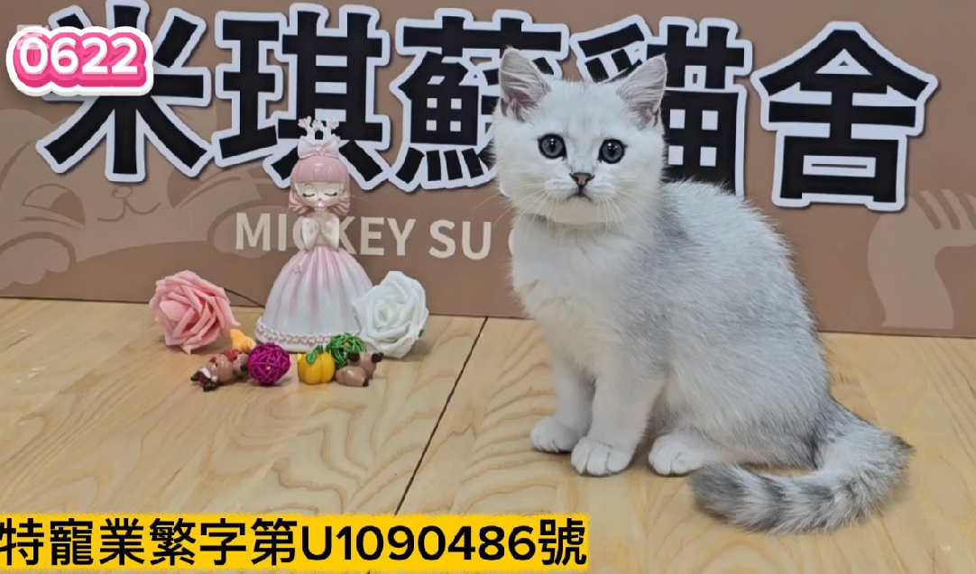米琪蘇貓舍／銀漸層英國短毛貓