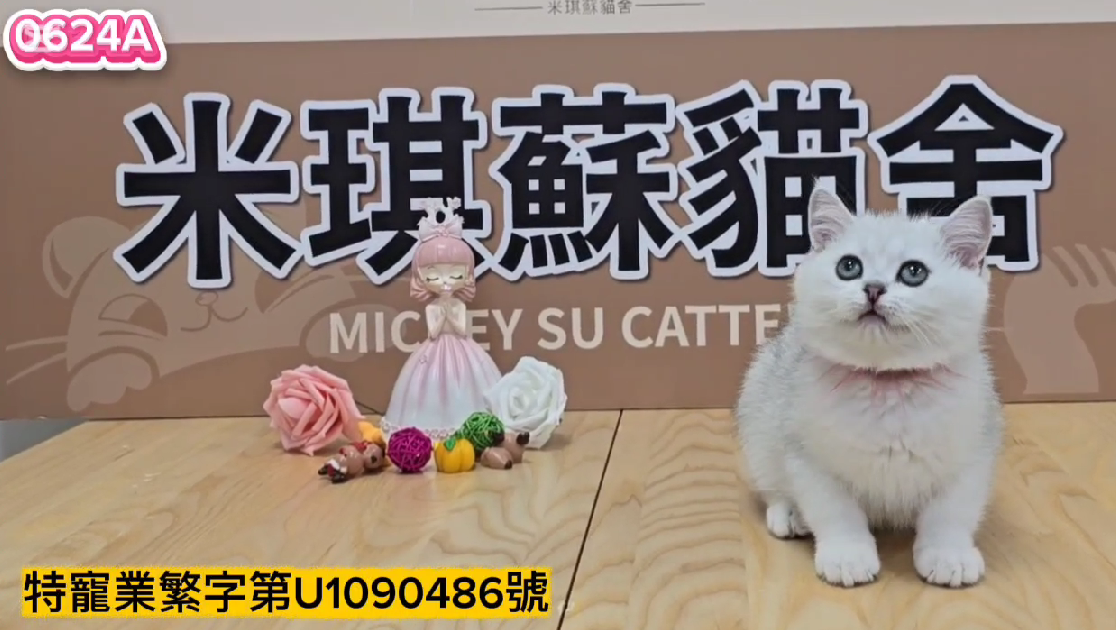 米琪蘇貓舍／銀漸層英國短毛貓