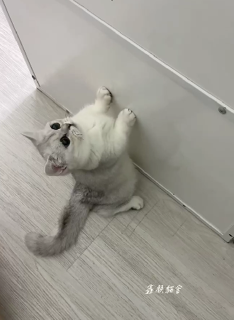 鑫願貓舍／銀漸層曼赤肯