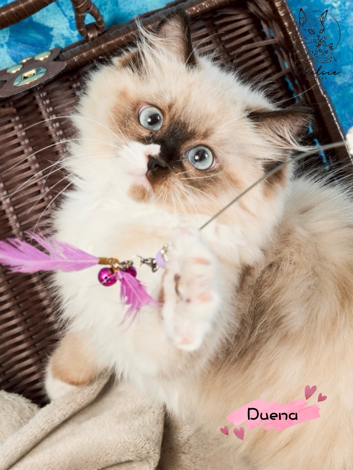 雀而喜貓舍／ 海豹手套色布偶貓