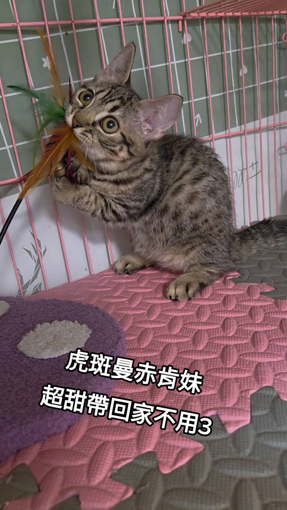 刻在你心底的貓／虎斑曼赤肯