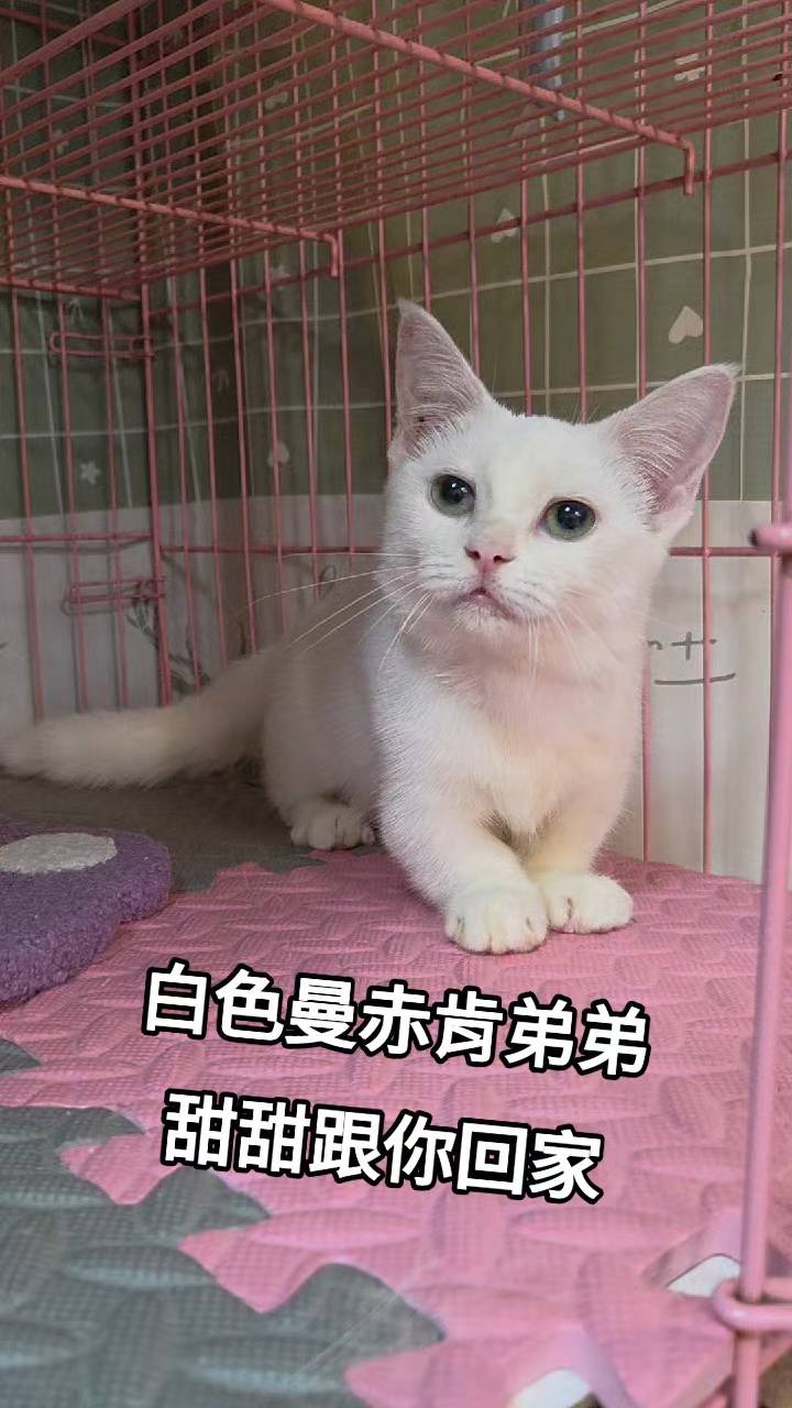 刻在你心底的貓／白色曼赤肯