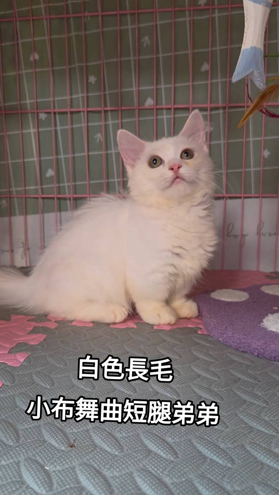 刻在你心底的貓／白色小步舞曲