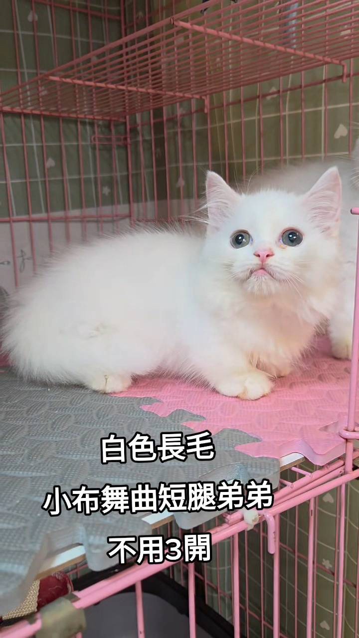 刻在你心底的貓／白色小步舞曲