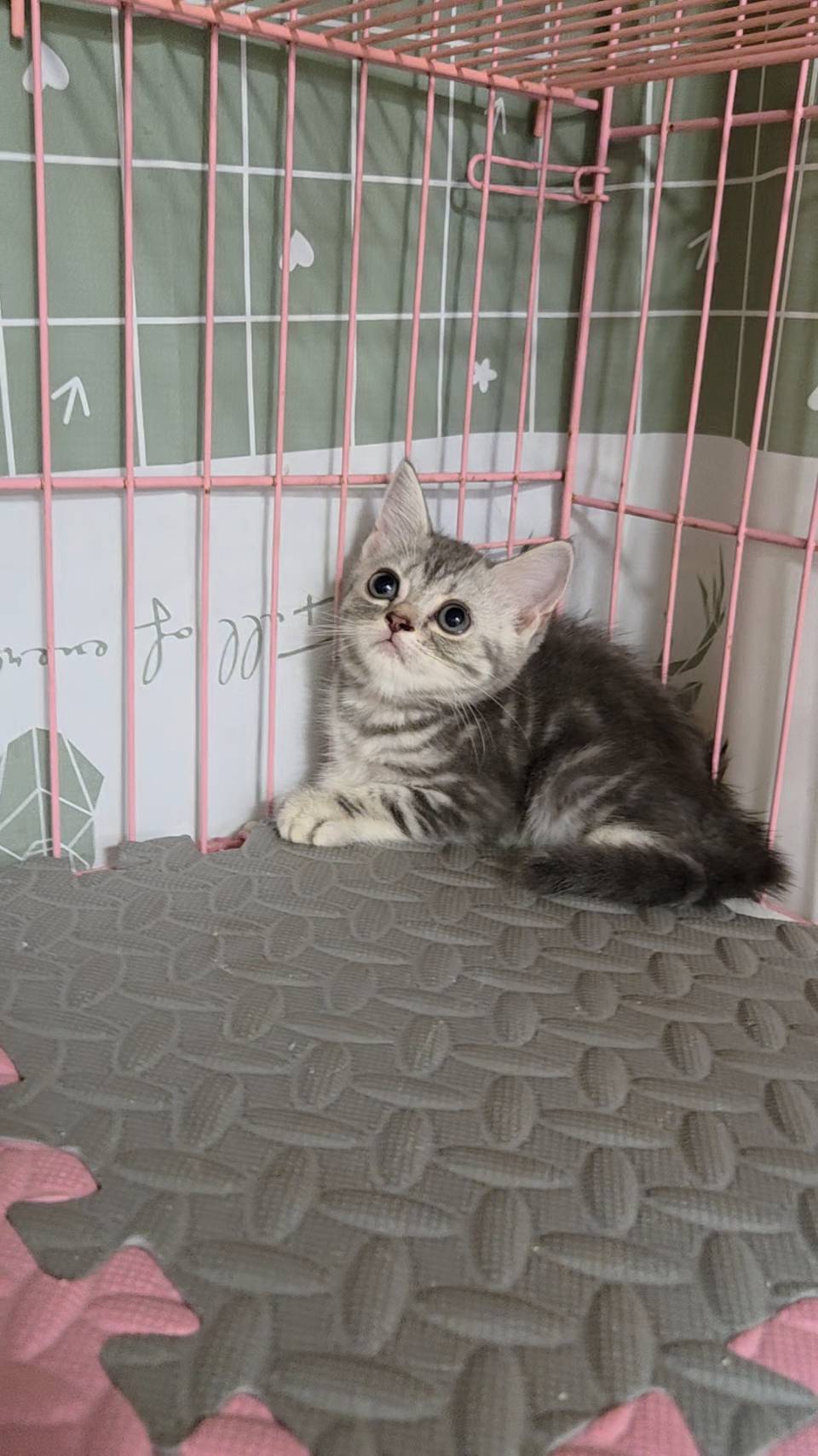 刻在你心底的貓／銀白螺旋紋美國短毛貓