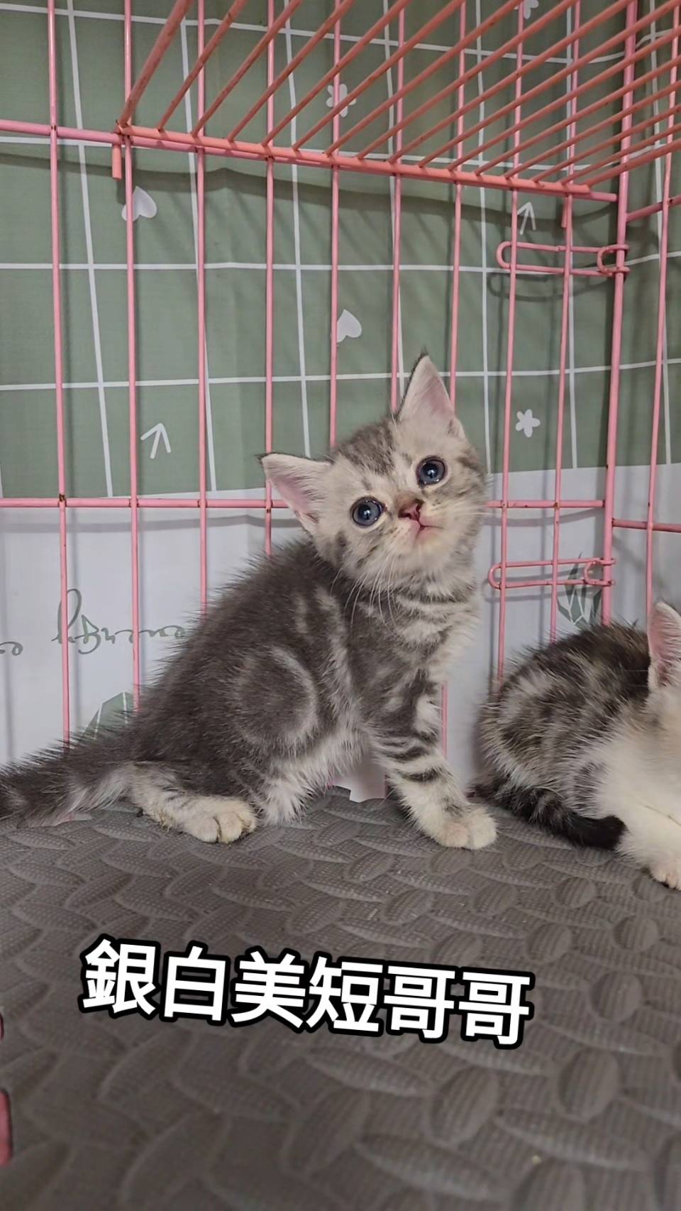 刻在你心底的貓／銀白美國短毛貓