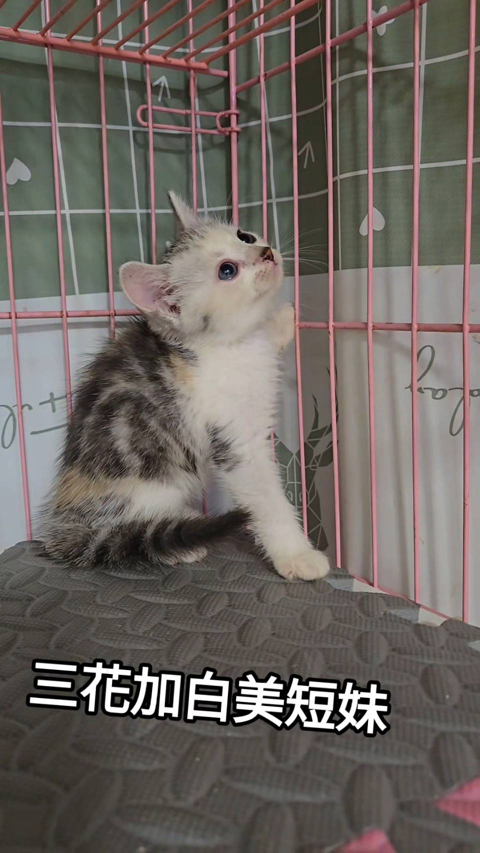 刻在你心底的貓／三花加白美國短毛貓