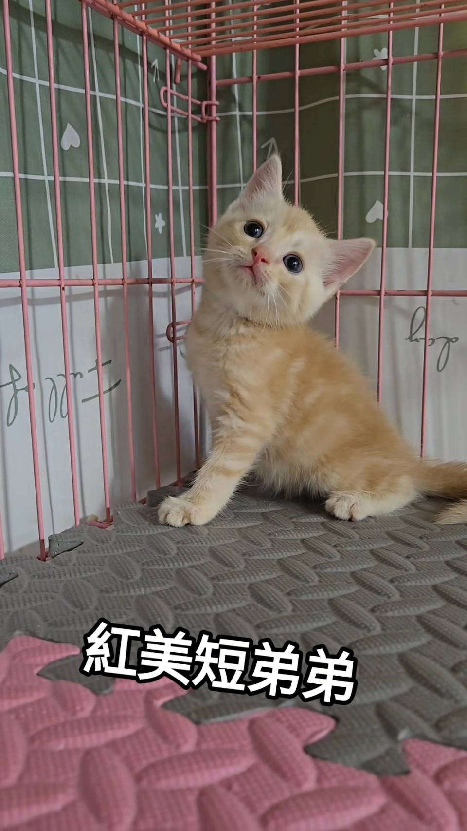 刻在你心底的貓／紅色美國短毛貓