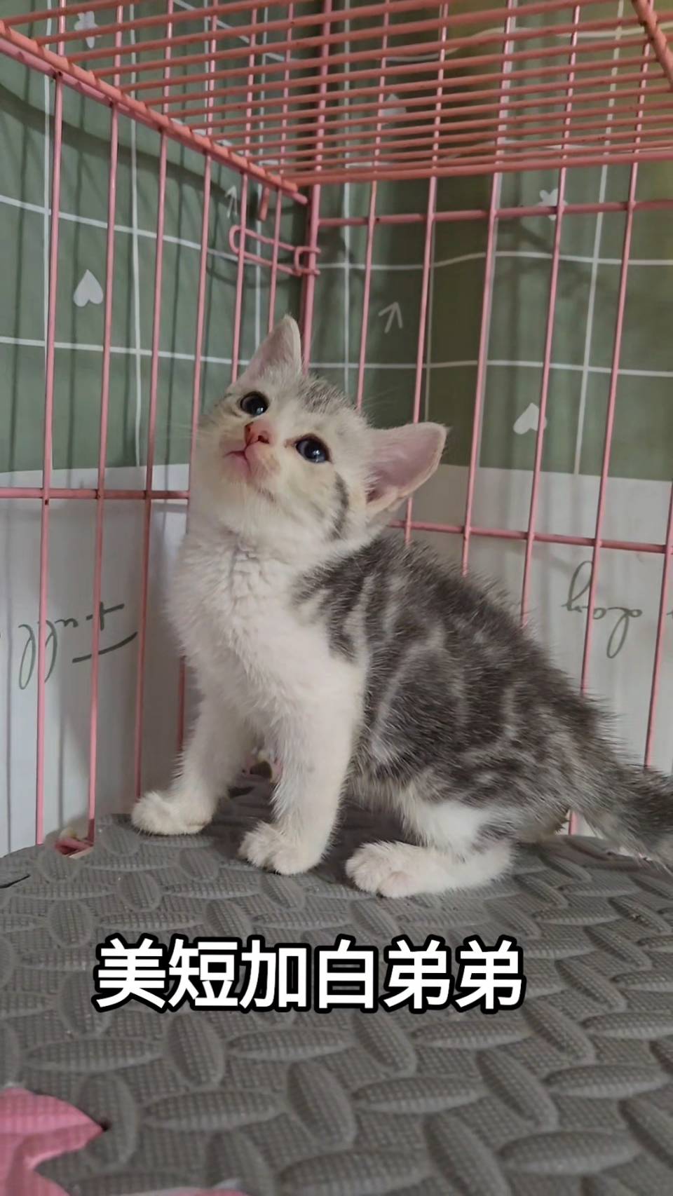 刻在你心底的貓／加白美國短毛貓